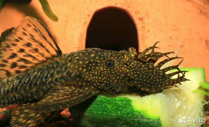 Аквариумные рыбки Сомики