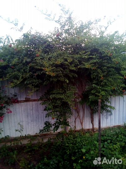 Кампсис - неприхотливая лиана - живая изгородь