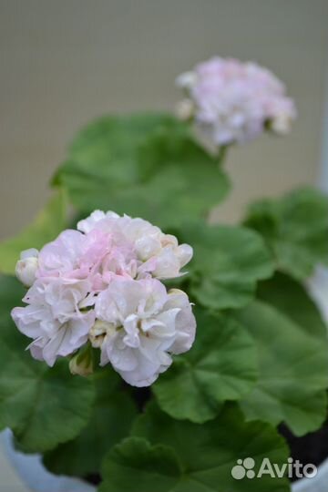 Пеларгония Dovepoint