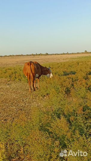 Корова с теленком