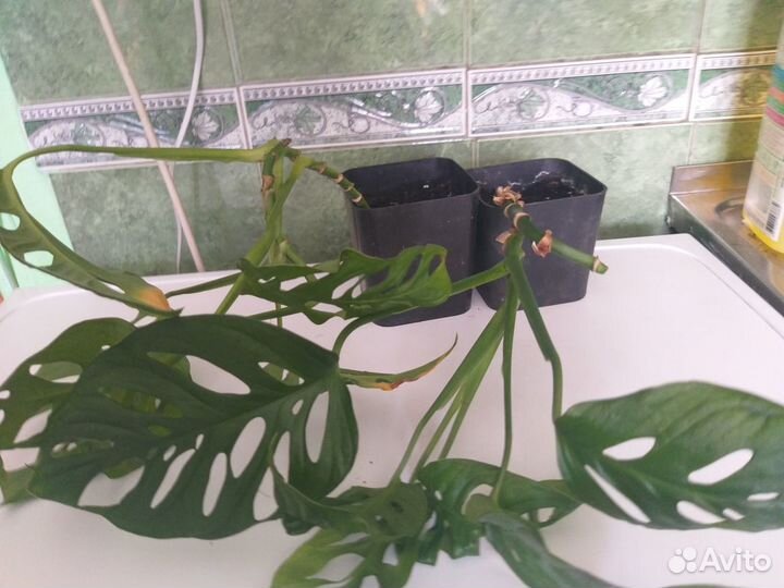 Фикус,монстера,папоротник