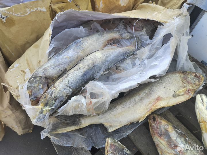 Кета на фарш