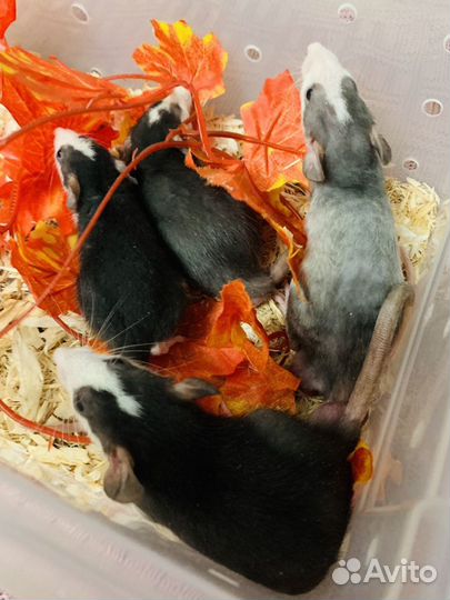 Декоративные крысята в питомцы