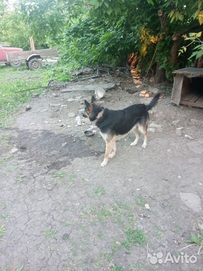 Восточноевропейская овчарка