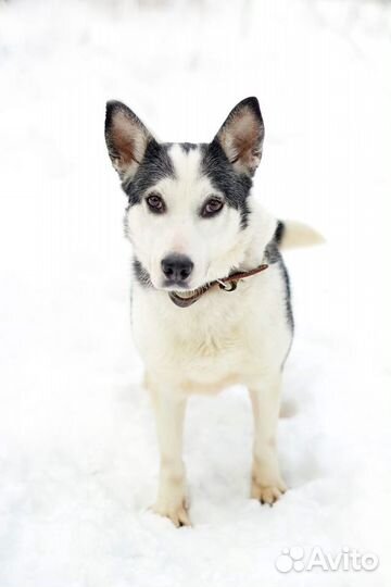 Ищет дом малышка Нора