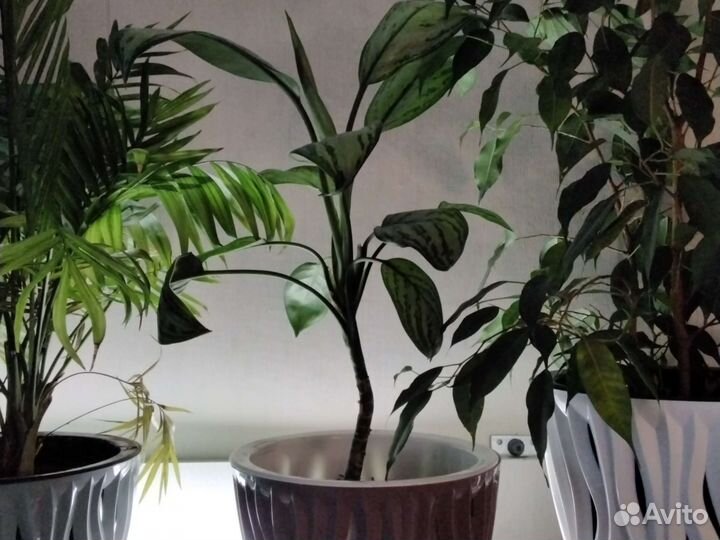 Кротон, спатифиллум