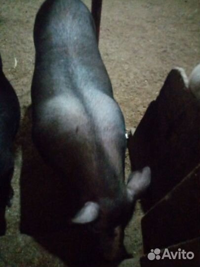 Поросята вьетнамские+кармал