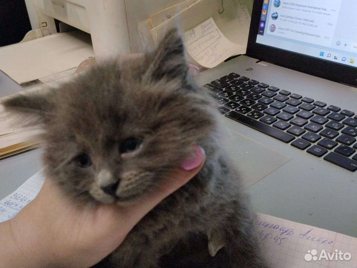 Кошка в дар бесплатно