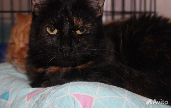 Кошка Пиксель