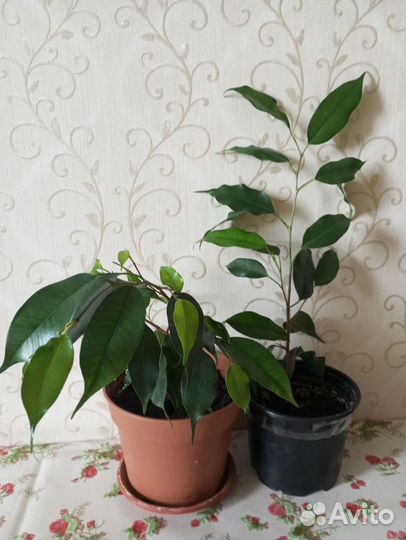 Фикус Даниэль