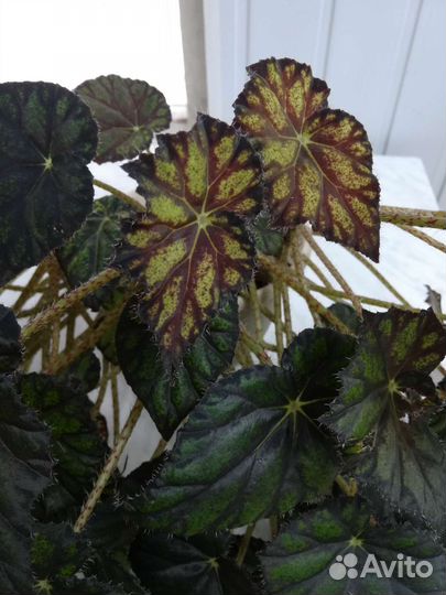 Бегония декоративно лиственная