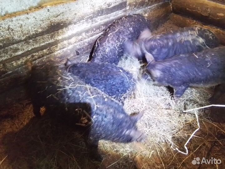 Свиньи венгерской мангалицы и поросята