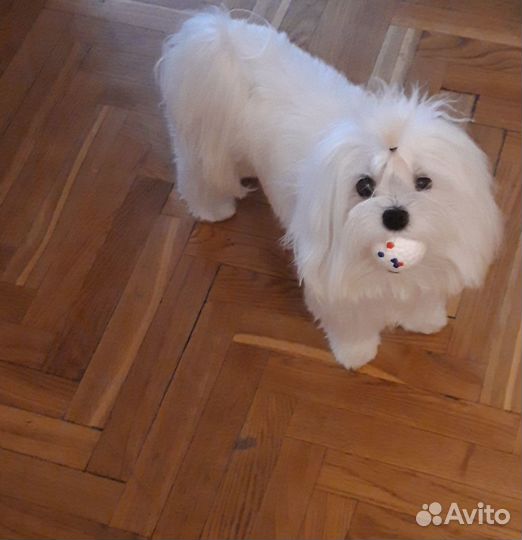 Вязка. Кобель. Мальтезе