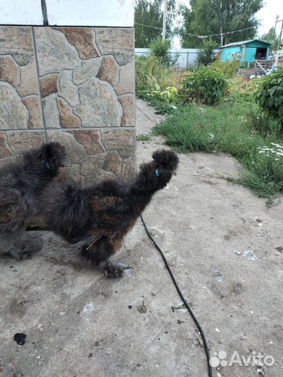 Молодые петухи