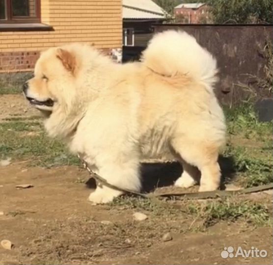 Кобель для вязки