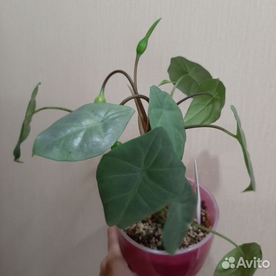 Алоказия silver perakensis