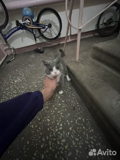 Кошка в дар