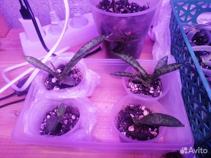 Сансевиерия цилиндрика