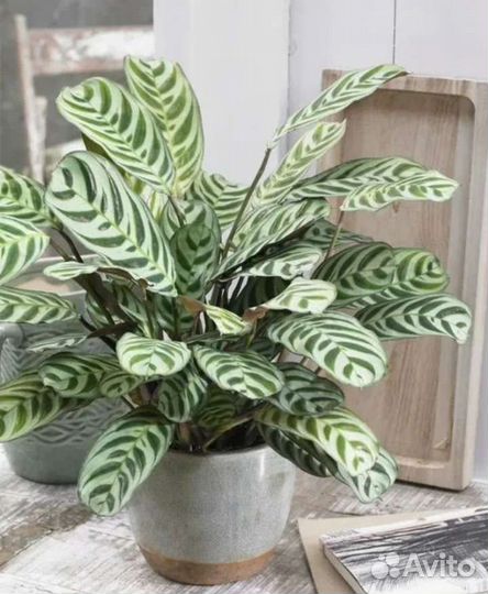 Строманта,калатея,фикус