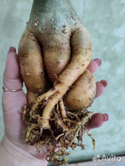 Адениумы(сортовые прививки)