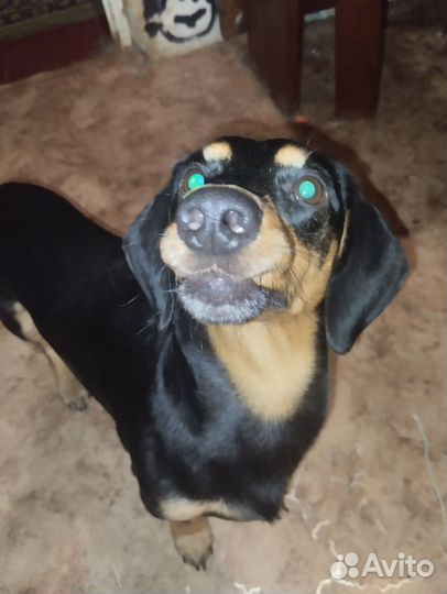 Такса - плакса