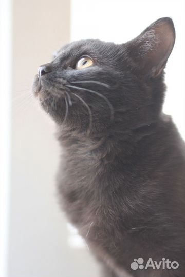 Котенок Мася 2,5 месяца