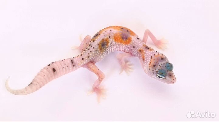 Ручные драконы - Эублефары