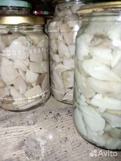 Грибы синяя ножка