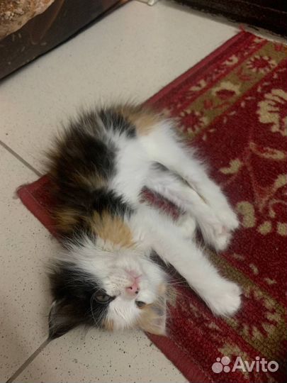 Котенок в добрые руки