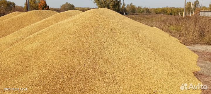 Продам зерно ячмень