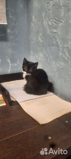 Черный котеночек