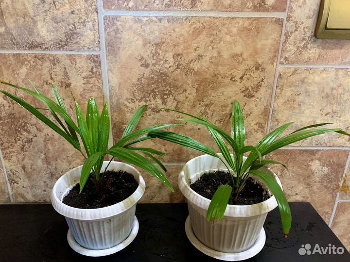 Пальма веерная трахикарпус