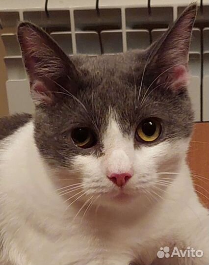 Котик ищет свой дом