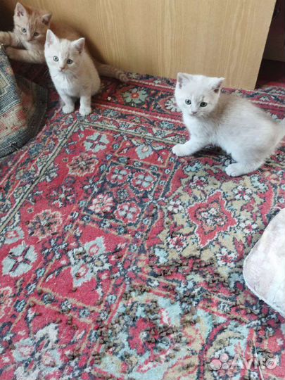 Котята шотландские