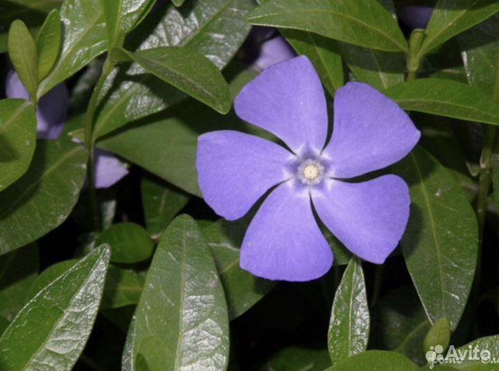 Многолетники Барвинок, Папоротник и др