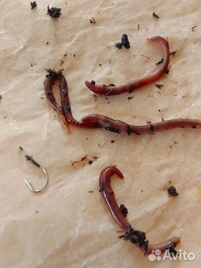 Калифорнийские черви.Разведение. Рыбалка