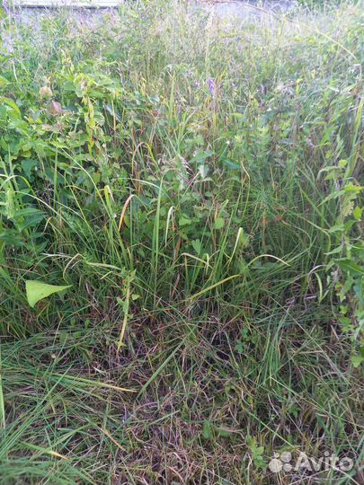 Продам сено