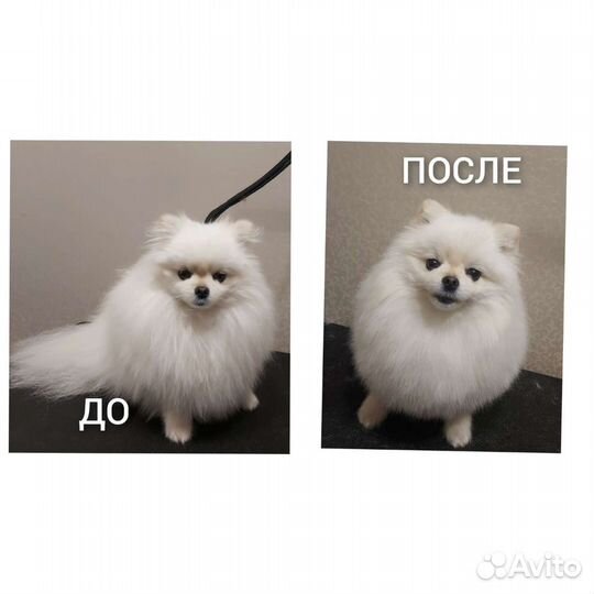 Стрижка собак (грумер)