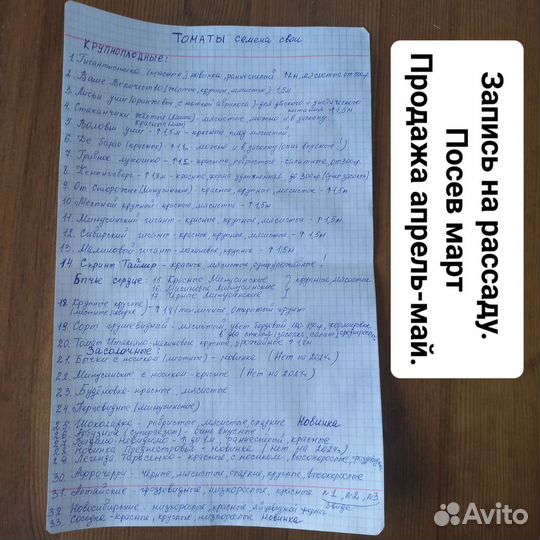 Рассада помидор