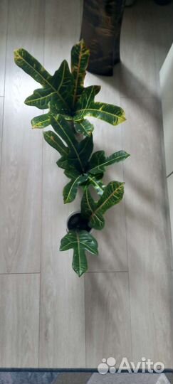 Кодиум кротон и глоксинья