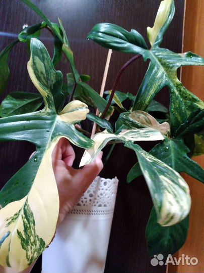 Филодендрон Маска -Magic Mask