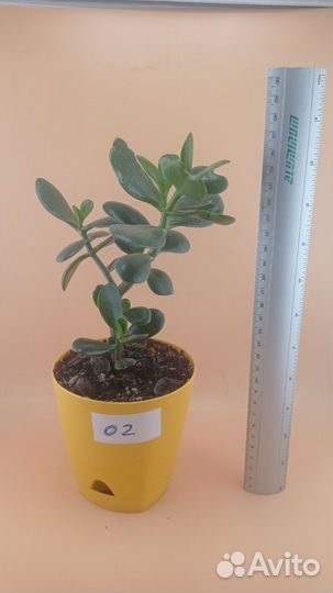 Крассула (Толстянка, Денежное дерево)