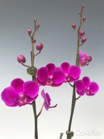 Орхидея фаленопсис Queen Beer мультифлора