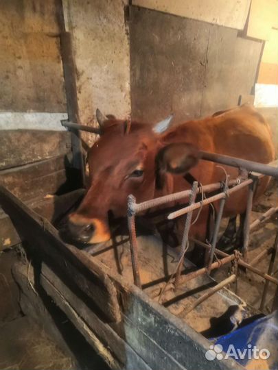 Бычок и телки