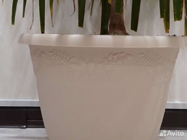 Пальма драцена