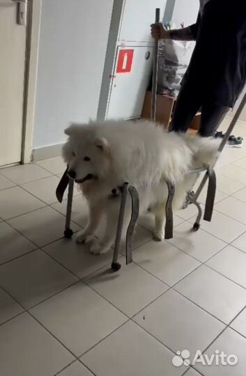 Инвалидная коляска для собак среднего размера