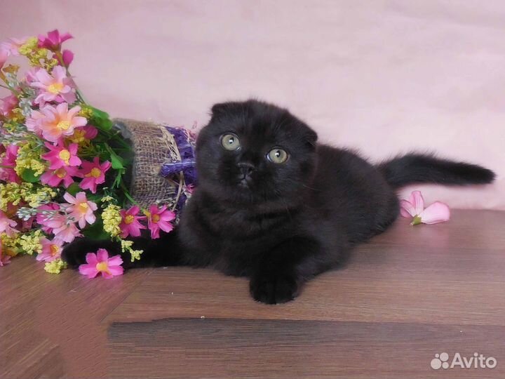 Шотландский вислоухий черный котёнок
