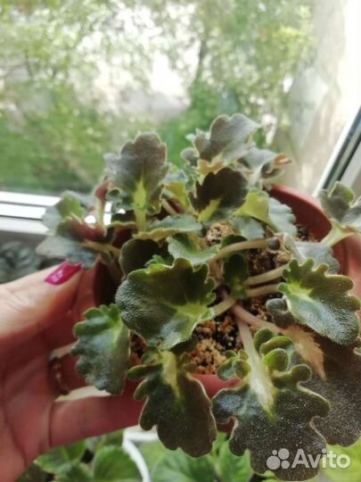 Фиалка детки