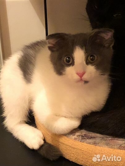 Вислоухие котик