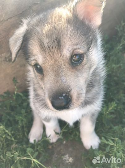Щенки хаски продам